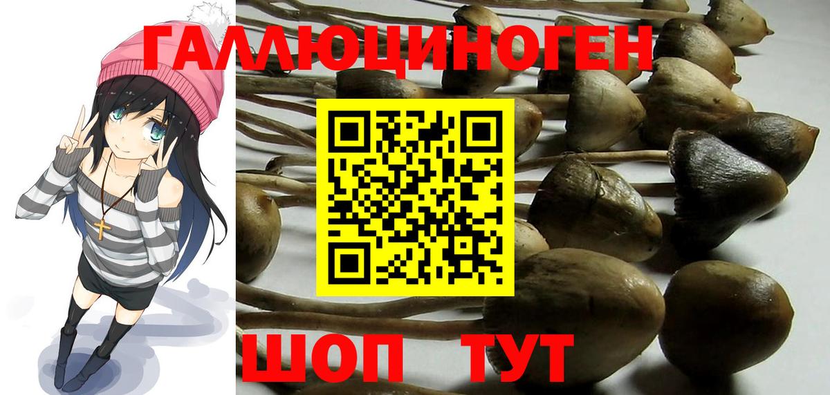Галлюциногенные грибы Psilocybine cubensis Ачхой-Мартан